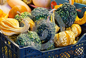 Different varieties of pumpkins at the farmer`s market. Harvest festival, autumn halloween. Green, orange, yellow and striped rip