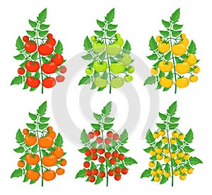 Different varieties of tomatoes. Yellow red cherry green tomato plant. Greenhouses bush harvest. Flat vector.