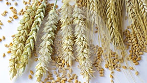 Different varieties of wheat on a white