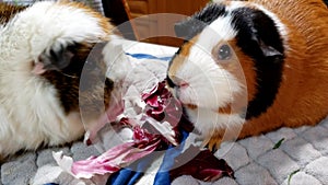 Different varieties of young Guinea Pigs rapidly munching on Radicchio Red Cabbage