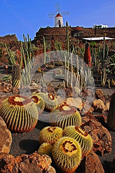 Different variety of cactus plant at Jardin de Cactus garden, the last work CÃ©sar Cesar Manrique performed in Lanzarote, Spain