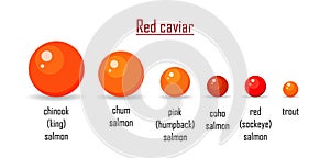 Different variety red caviar salmon isolated on white background. Roe icon vector illustration. Russian traditional