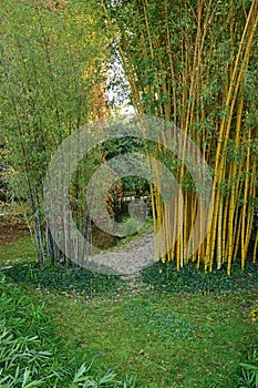 Different variety types of bamboo sticks poles in Bambouseraie de Prafrance Cevennes bamboo park, Generargues, Languedoc, France