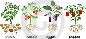 Different vegetable nightshade plants pepper, tomato, potato and eggplant with crop. General view of plant with root system