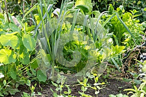 Different vegetable plants and herbs