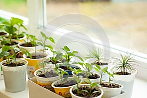 Different vegetable seedlings growing at the window