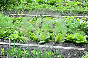 Different vegetables on a patch