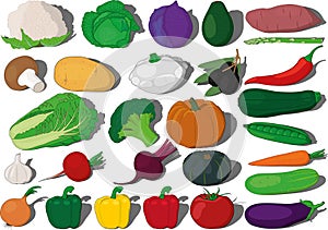 Different vegetables vector ilustration collection