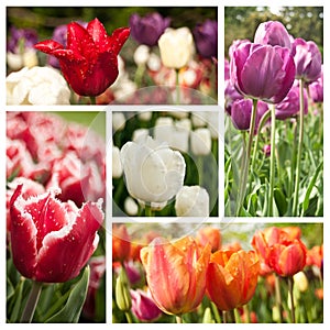 Different vieuw of tulipes