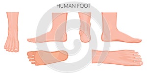 Different views of a human foot on white background_Anatomy