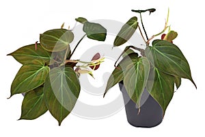 Different views of `Philodendron Hederaceum Micans` house plant with heart shaped leaves with velvet texture on white background photo