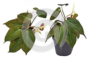 Different views of `Philodendron Hederaceum Micans` house plant with heart shaped leaves with velvet texture on white background