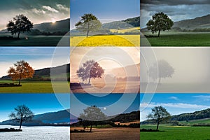 Different views of a tree