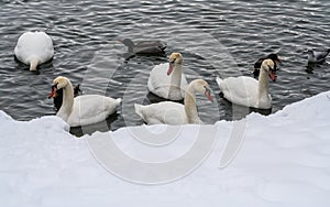 Different waterbirds in polynya on lake in winter