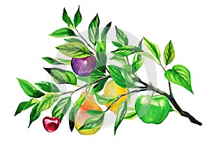 Different watercolor fruits growing on the one branch