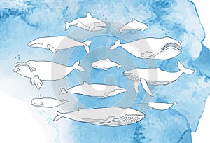 Different whale set. Hand drawn doodle illustrations collection on watercolor background.