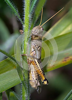 Differential Grasshopper