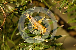 Differential Grasshopper eating leaves on a tree branch