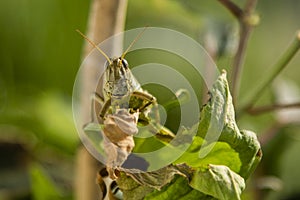 Differential Grasshopper Face