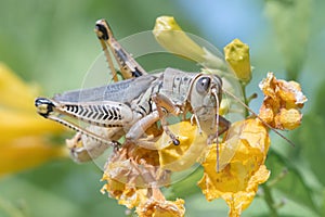 Differential Grasshopper Feeding on Flowering Esperanza