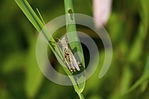Differential Grasshopper  708861