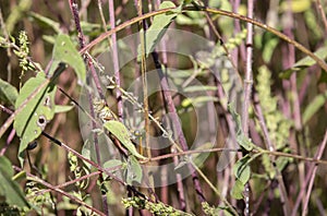 Differential Grasshopper in Vegetation photo