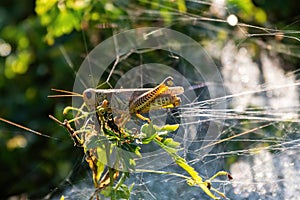 Differential Grasshopper on a plant covered in spider webs