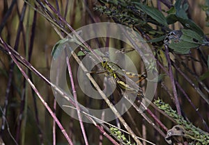 Differential Grasshopper in Vegetation