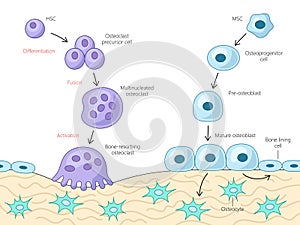 Bone Cell Differentiation Activation Diagram