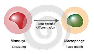 Differentiation of monocyte to macrophage.