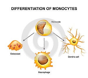 Differentiation of monocytes