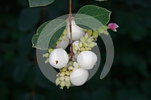 Differently ripened fruits of a snowberry bush