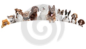 Differents dogs looking at camera isolated on a white background