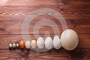 Differet size eggs from different birds photo