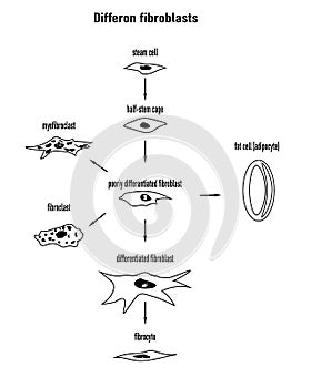 Differon fibroblasts scheme, Formation of the extracellular matrix