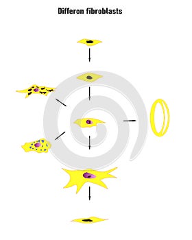 Differon fibroblasts scheme, Formation of the extracellular matrix mainly fibroblasts photo