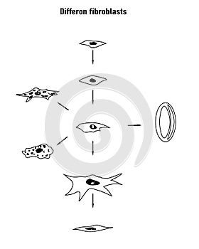 Differon fibroblasts scheme, Formation of the extracellular matrix photo