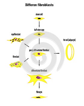 Differon fibroblasts scheme, Formation of the extracellular matrix mainly fibroblasts photo