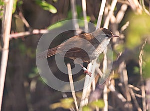 Difficult to see: CettiÃÂ´s Warbler