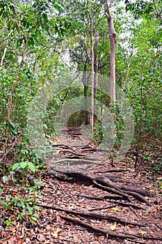 Difficuly Path - Walking Trail Through Tropical Forest with Roots of Trees on the Ground