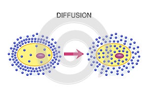 Diffusion Across Cell Membranes photo