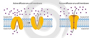 Diffusion Across the Plasma Membrane.