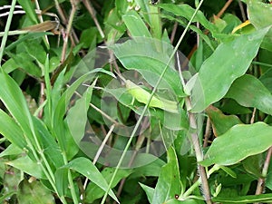 Macro photo of young Grasshopper (Acridinae)on a green leaf with a Natural Background