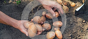 Dig potatoes in the garden. Selective focus