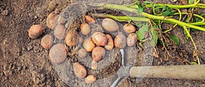 Dig potatoes in the garden. Selective focus