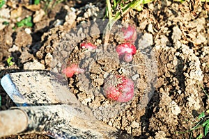 Dig with a shovel the crops of potatoes