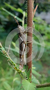 A stayle Grasshopper Rofous perched on a Brown tree tank in the garden a with natural Background photo