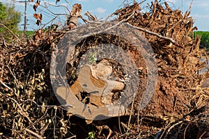 Dig a tree root Fallen tree