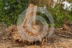 Dig a tree root Fallen tree