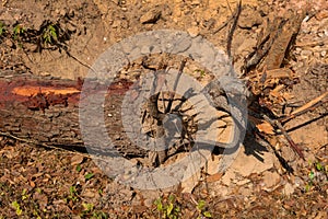 Dig a tree root Fallen tree